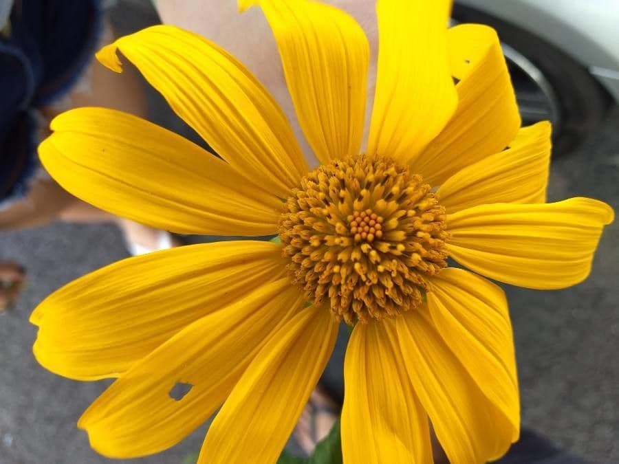 Tithonia diversifolia 10