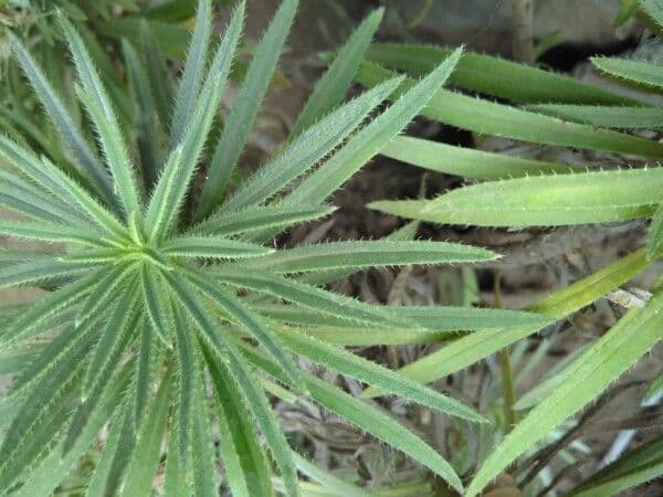 Echium 14