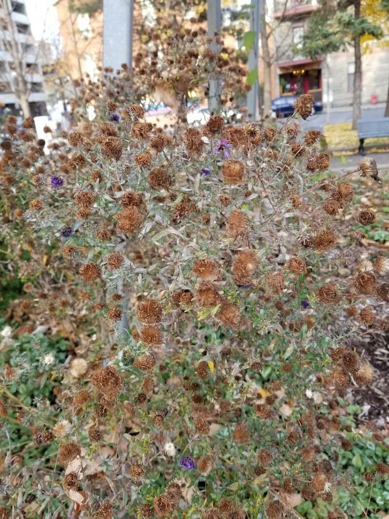 Monardella villosa 3