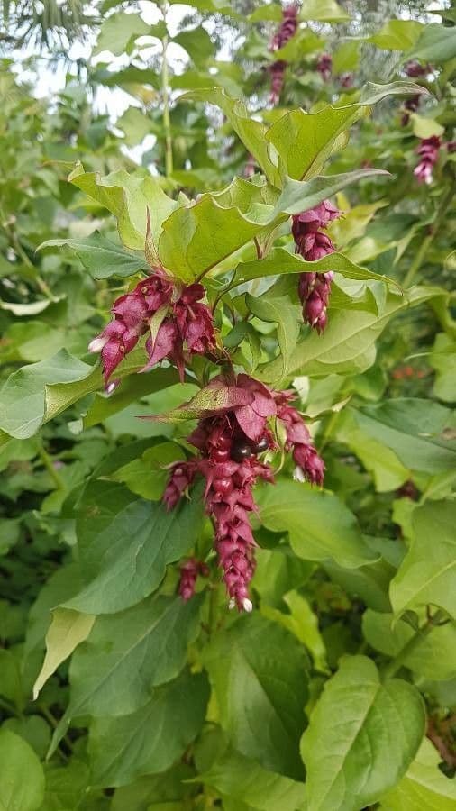 Leycesteria 30