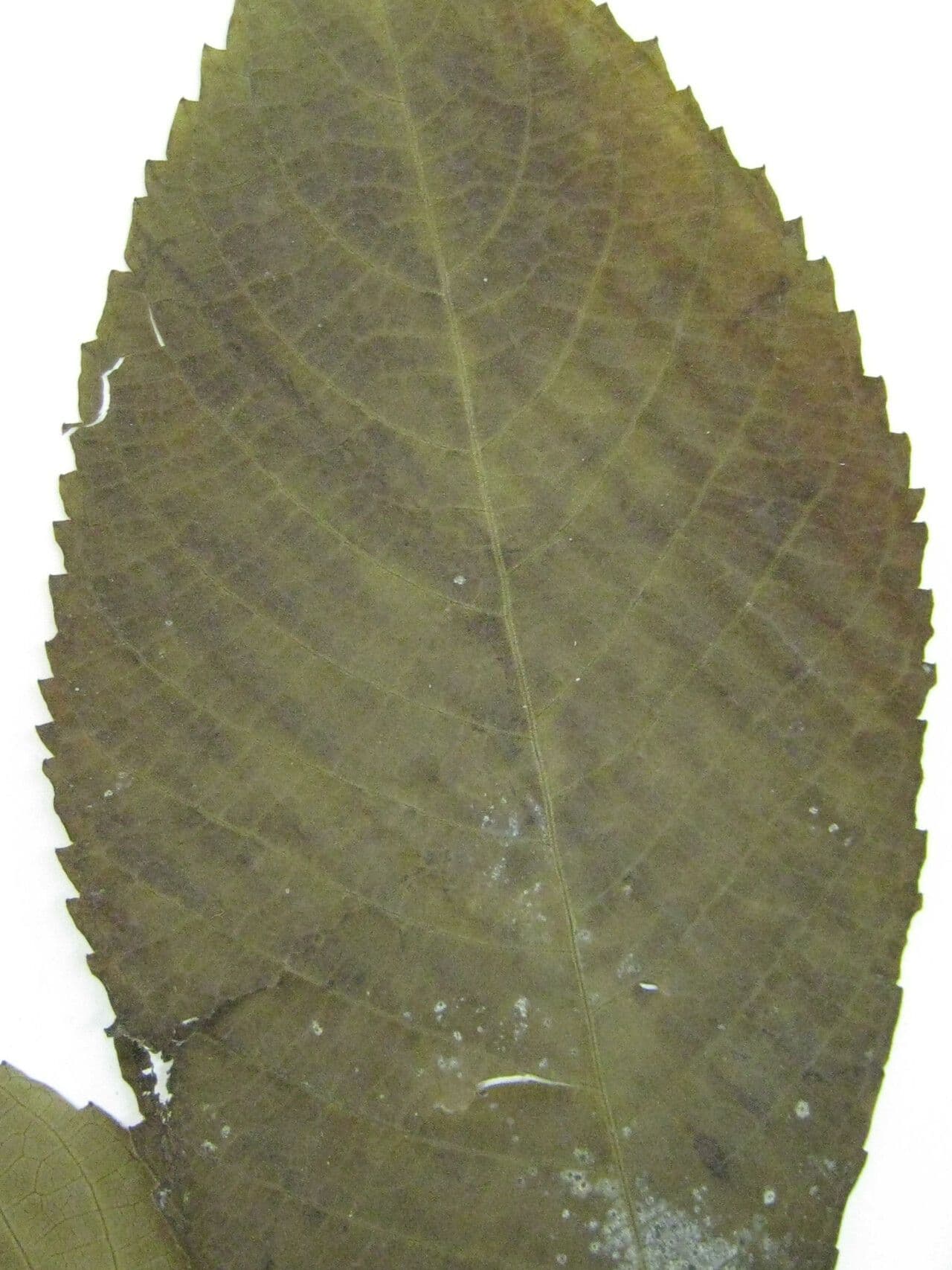 Caryocar