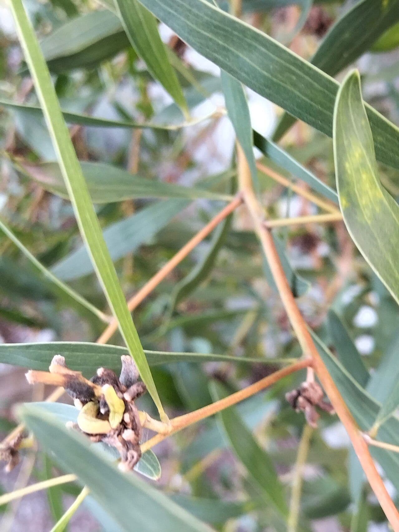 Acacia 2