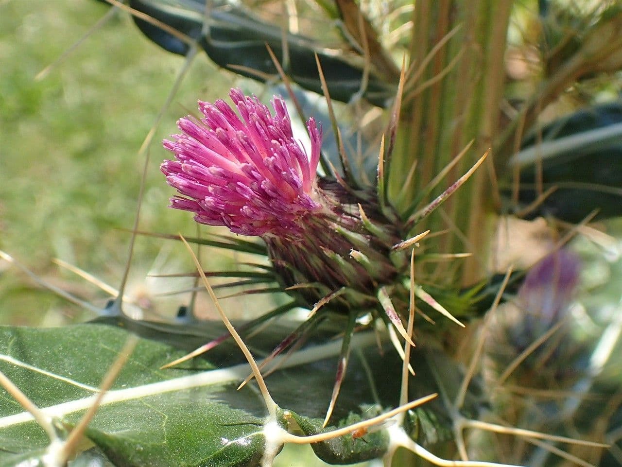 Ptilostemon casabonae 2