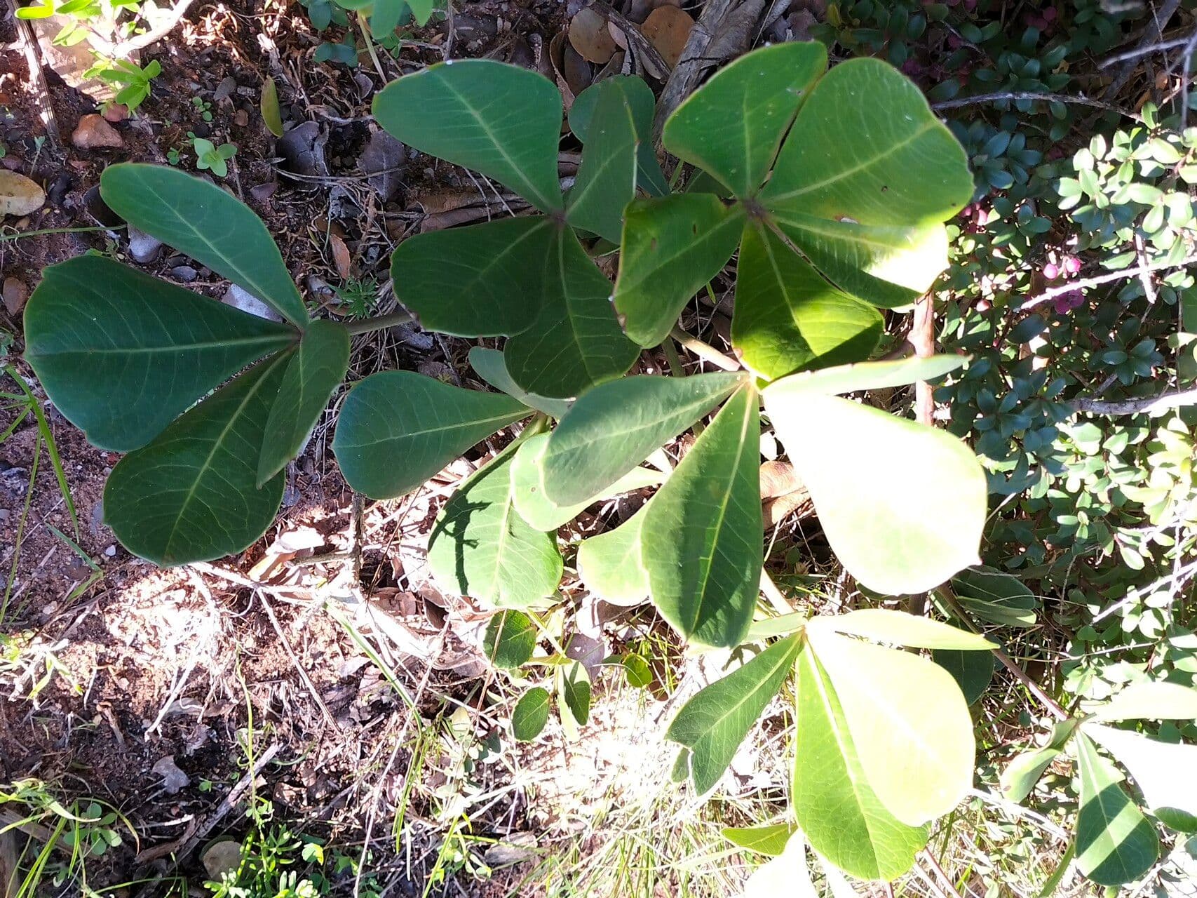 Cussonia