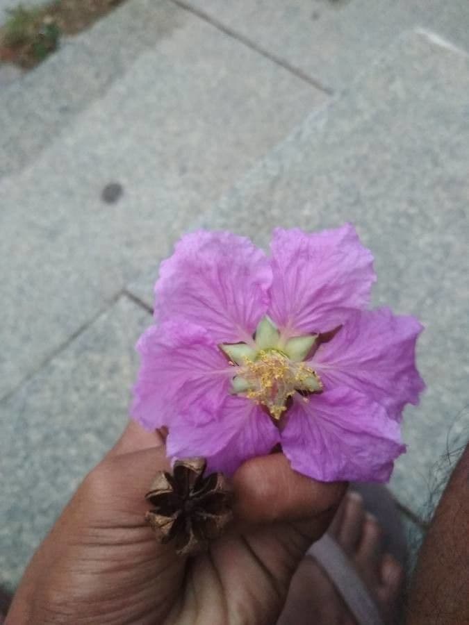 Lagerstroemia splendide 6