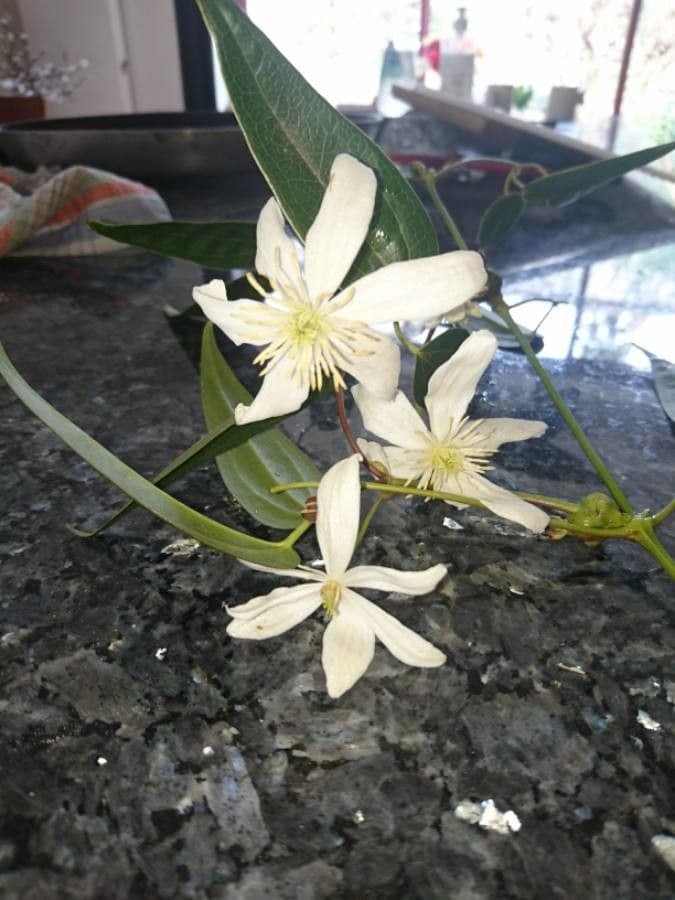 Clematis recta 7
