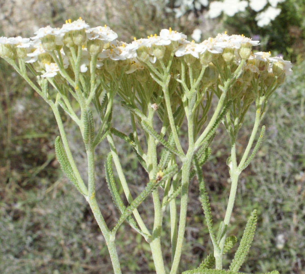 Achillea di Creta 3