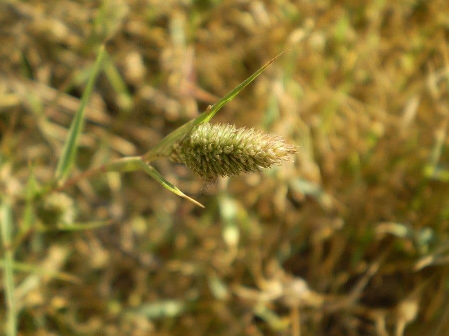 Crypsis schoenoides 2