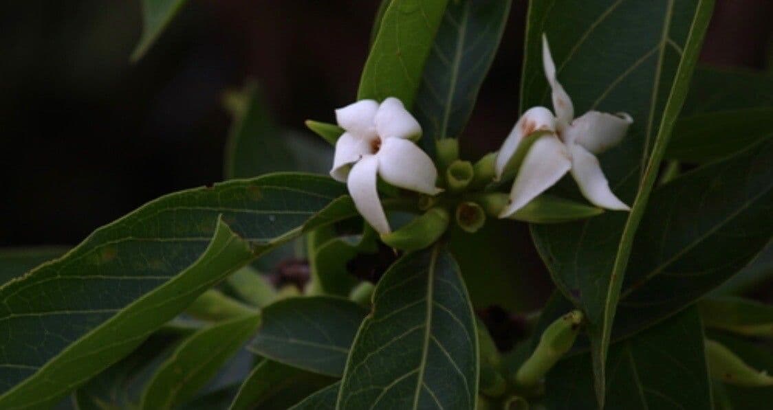 Alibertia edule 8