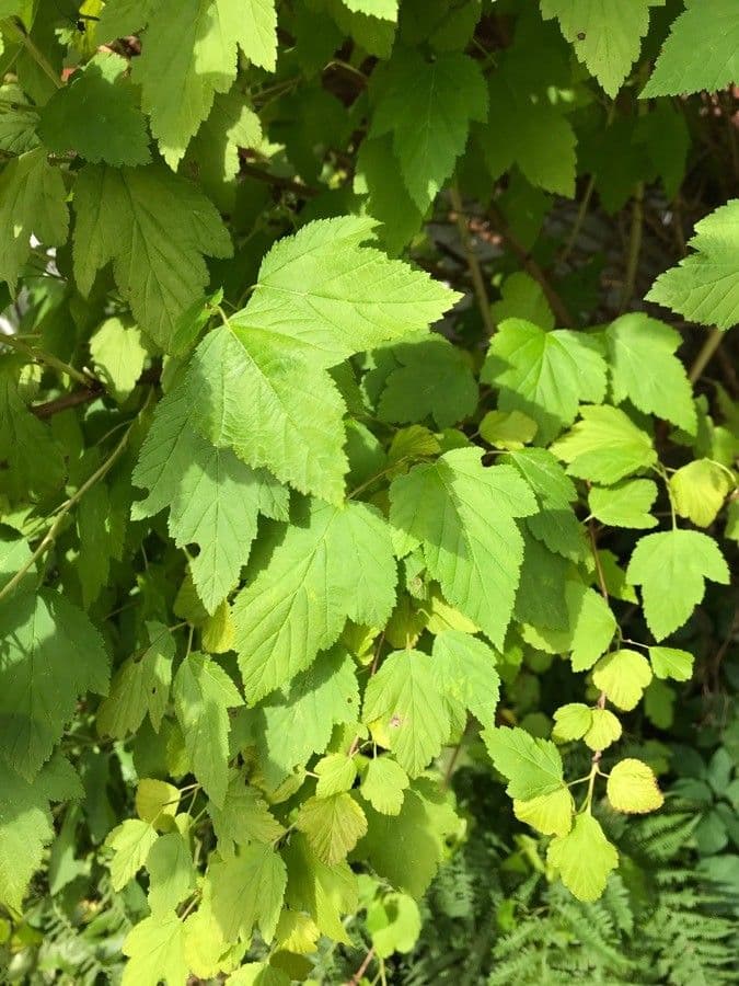 Physocarpus capitatus 19
