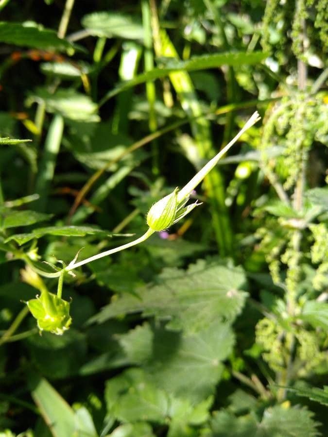 Bocianik 2