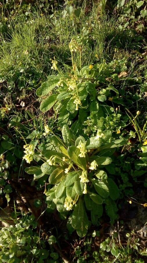 Primula maggiore 11