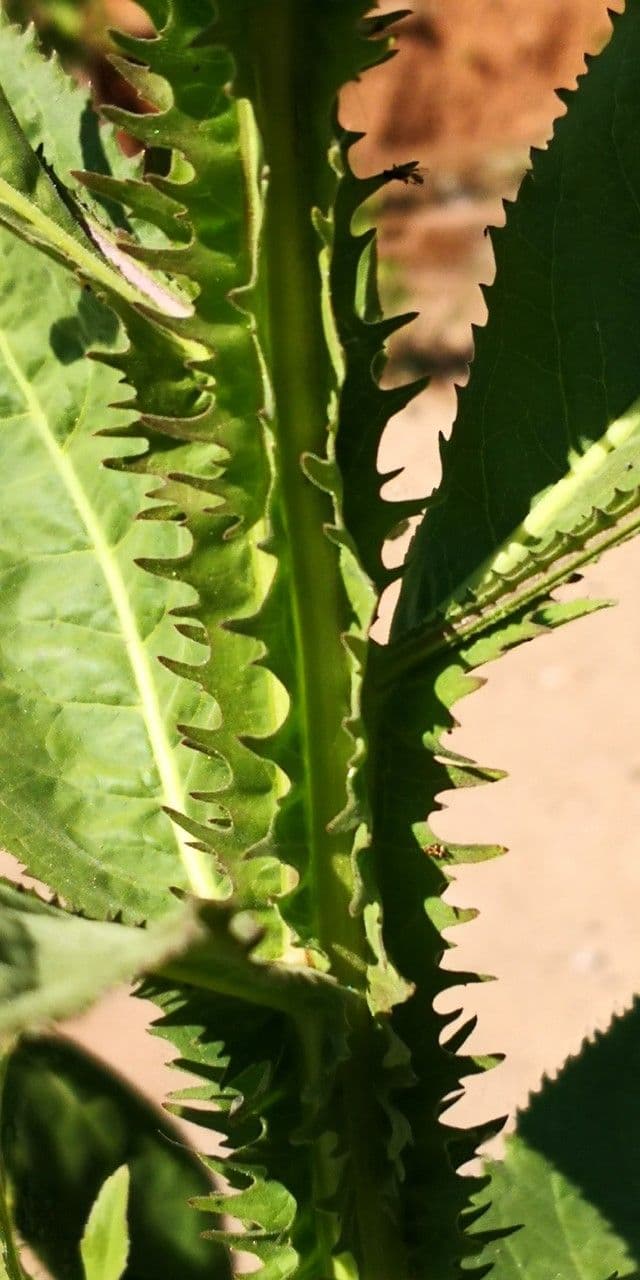 Laggera 12