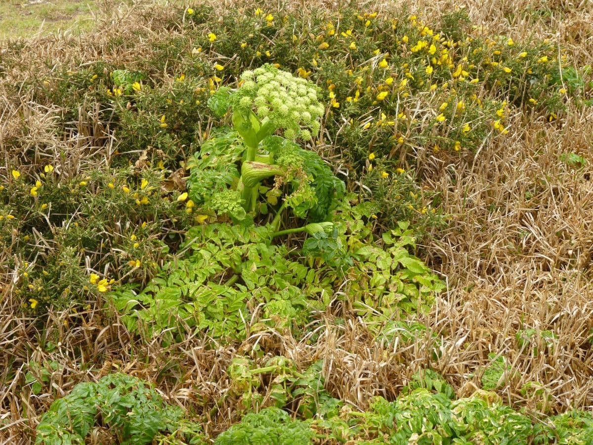 Angelica pachycarpa 10
