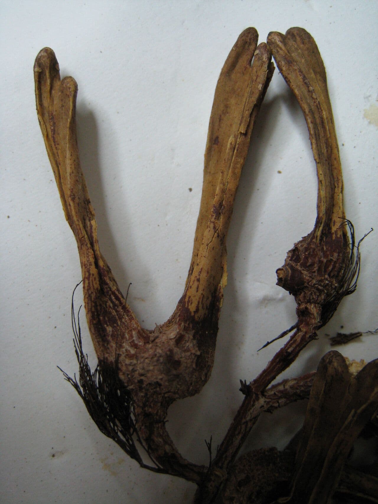 Hylenaea 3