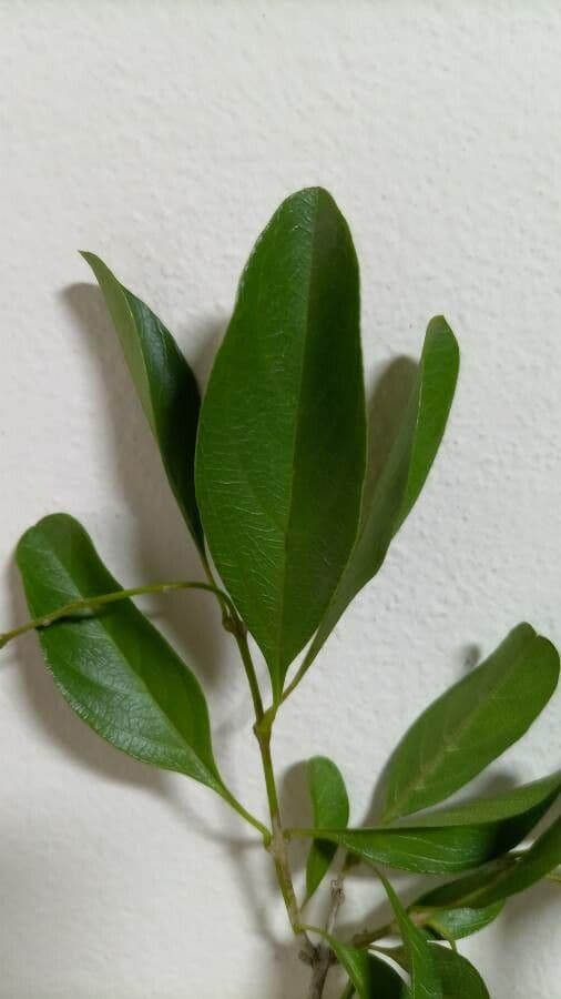 Citharexylum 14