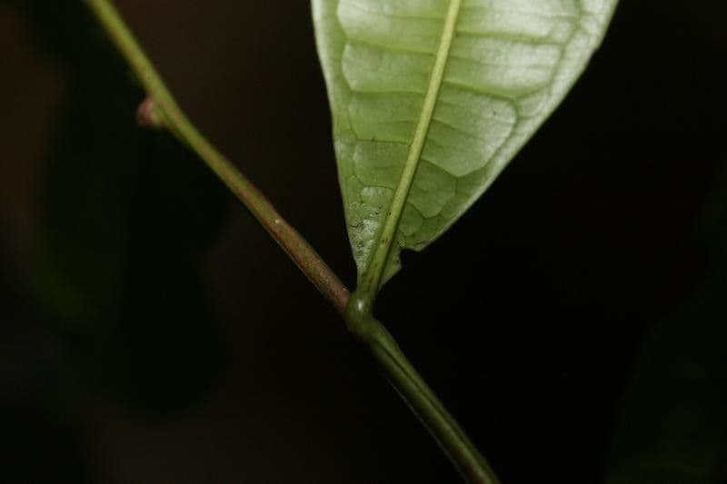 Vantanea 14