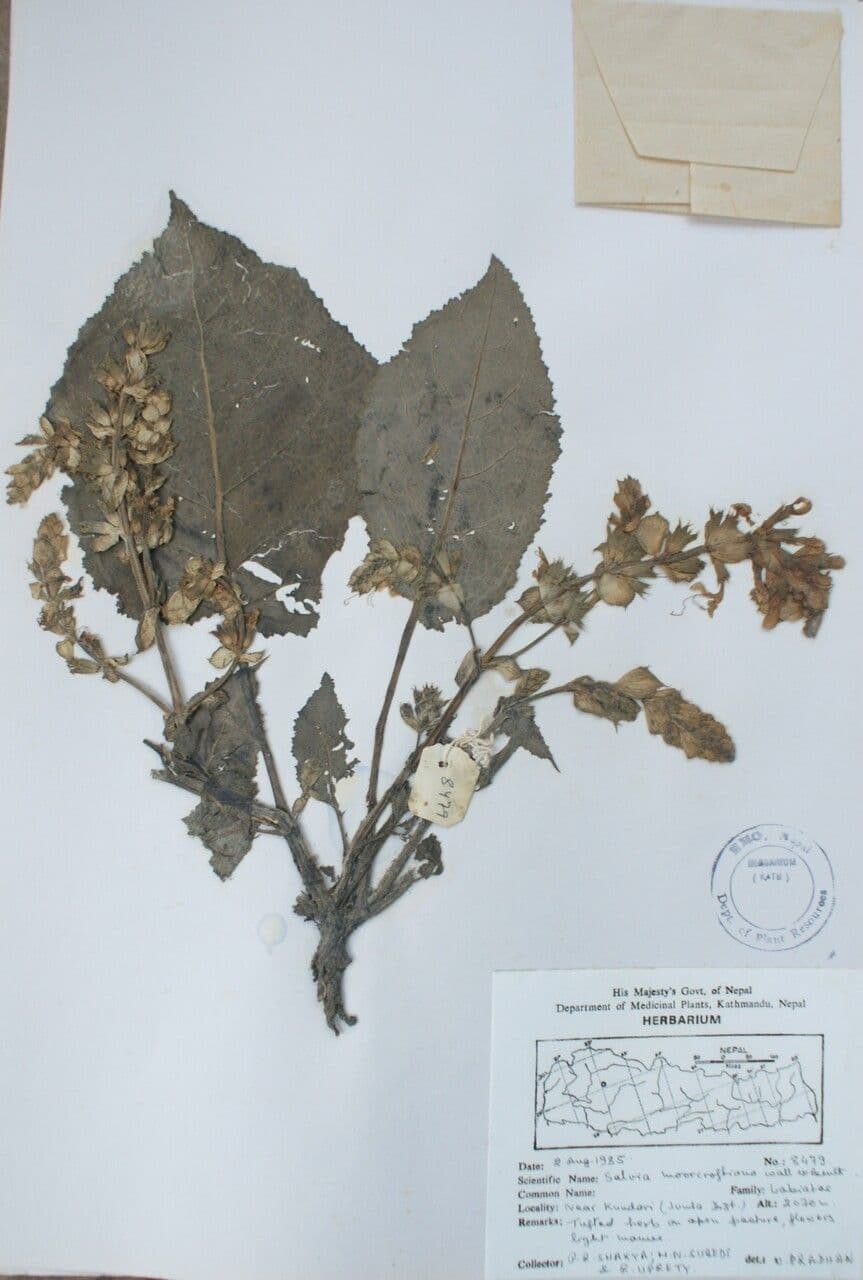 Salvia 8