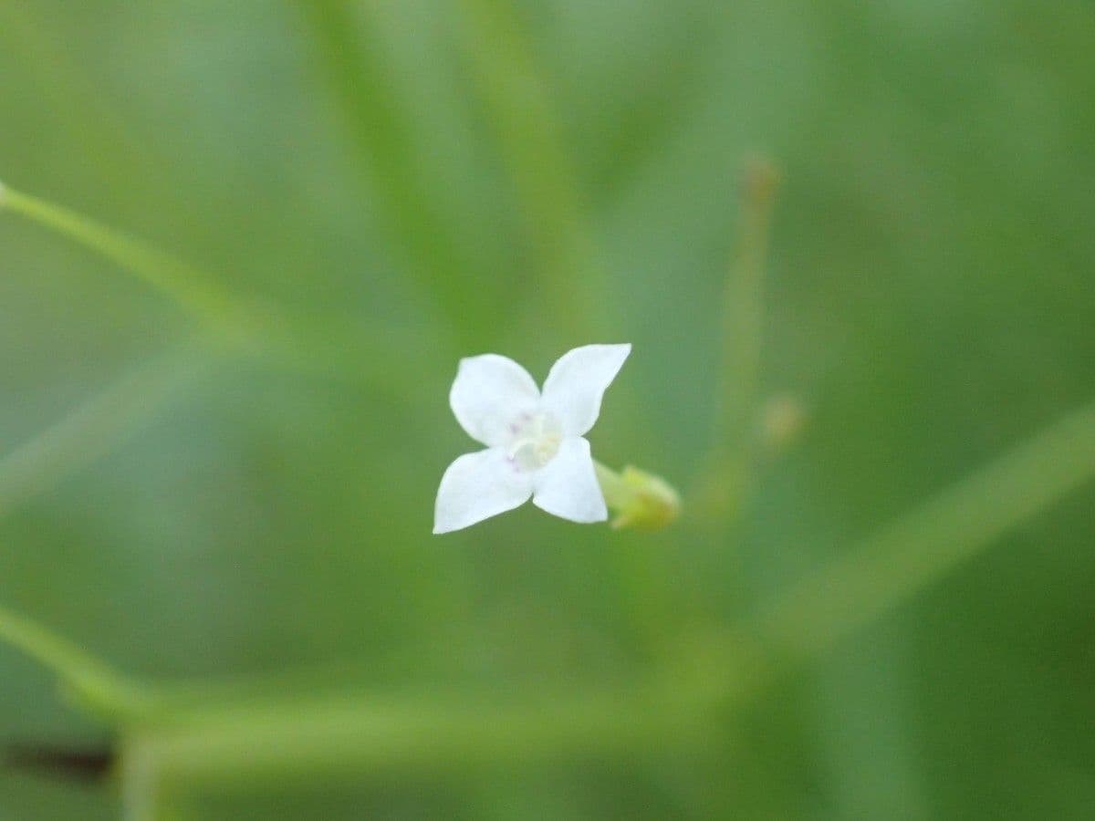 Oldenlandia 9