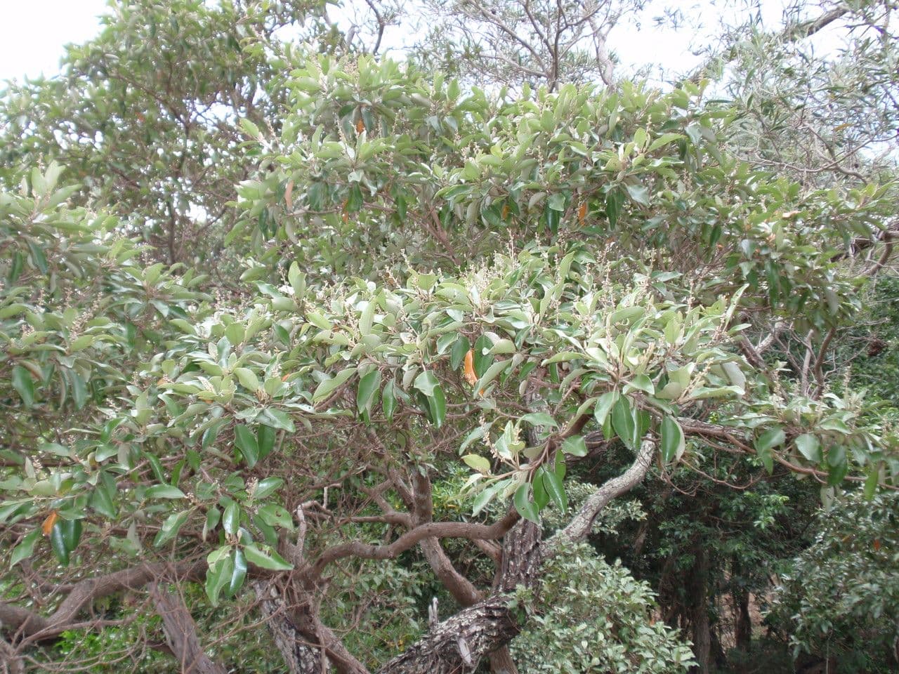 Croton 15