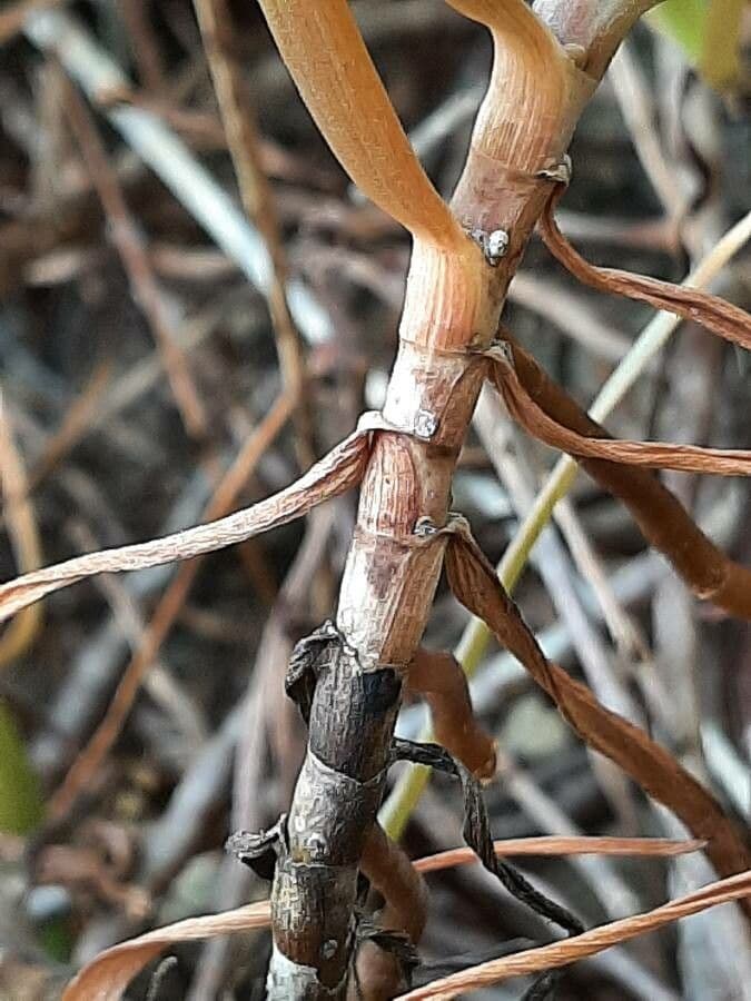 Bulbine bulbosa 16