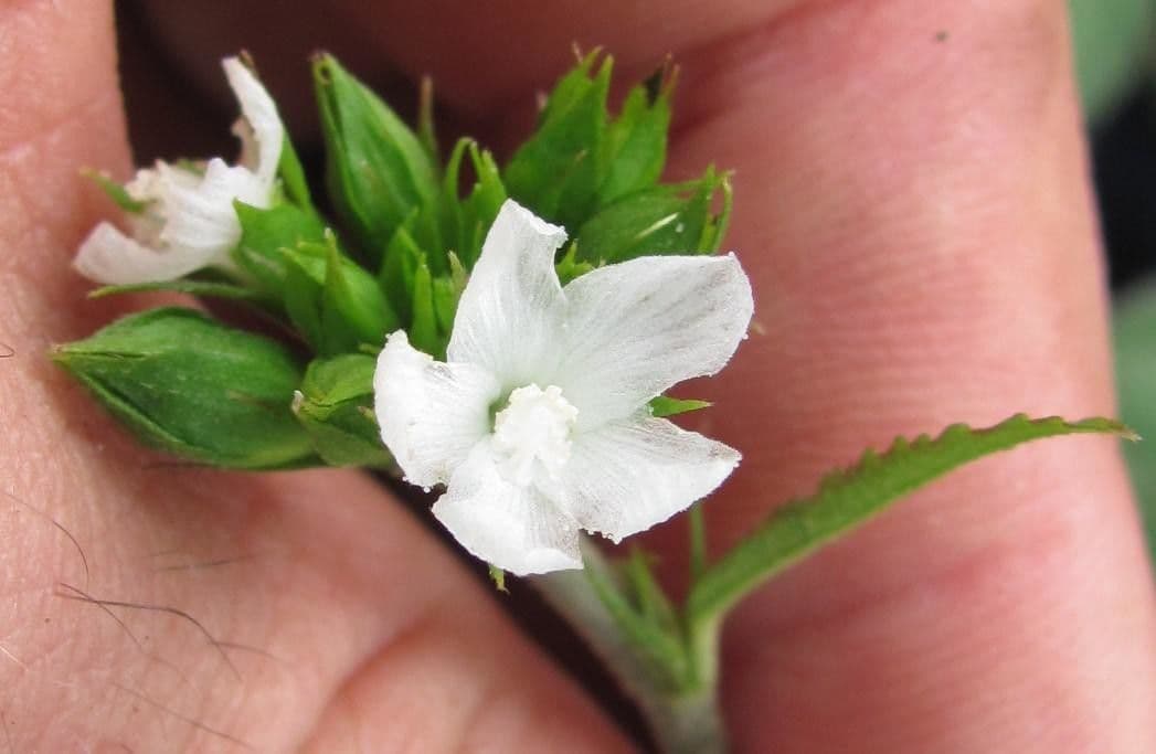 Pavonia arbustiva 10