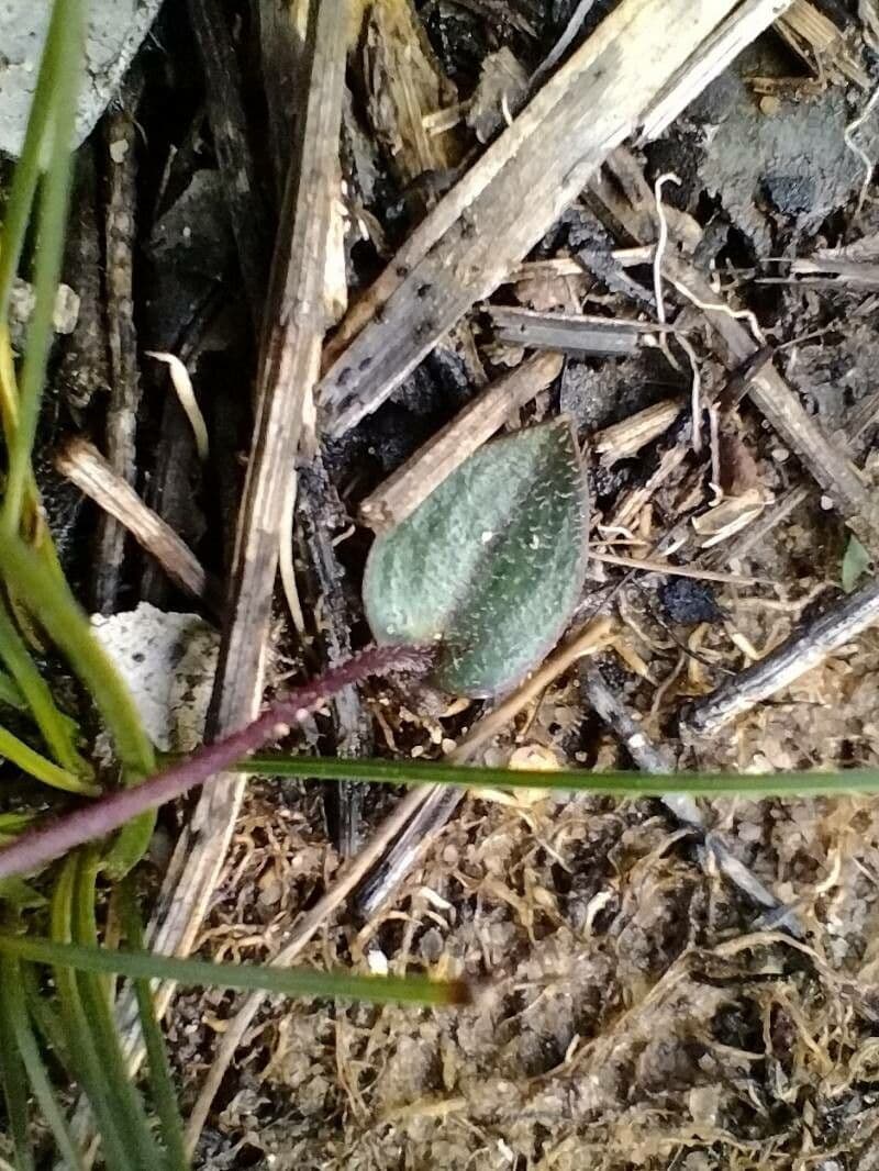 Eriochilus cucullatus 4