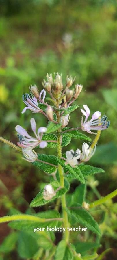 Cleome 5