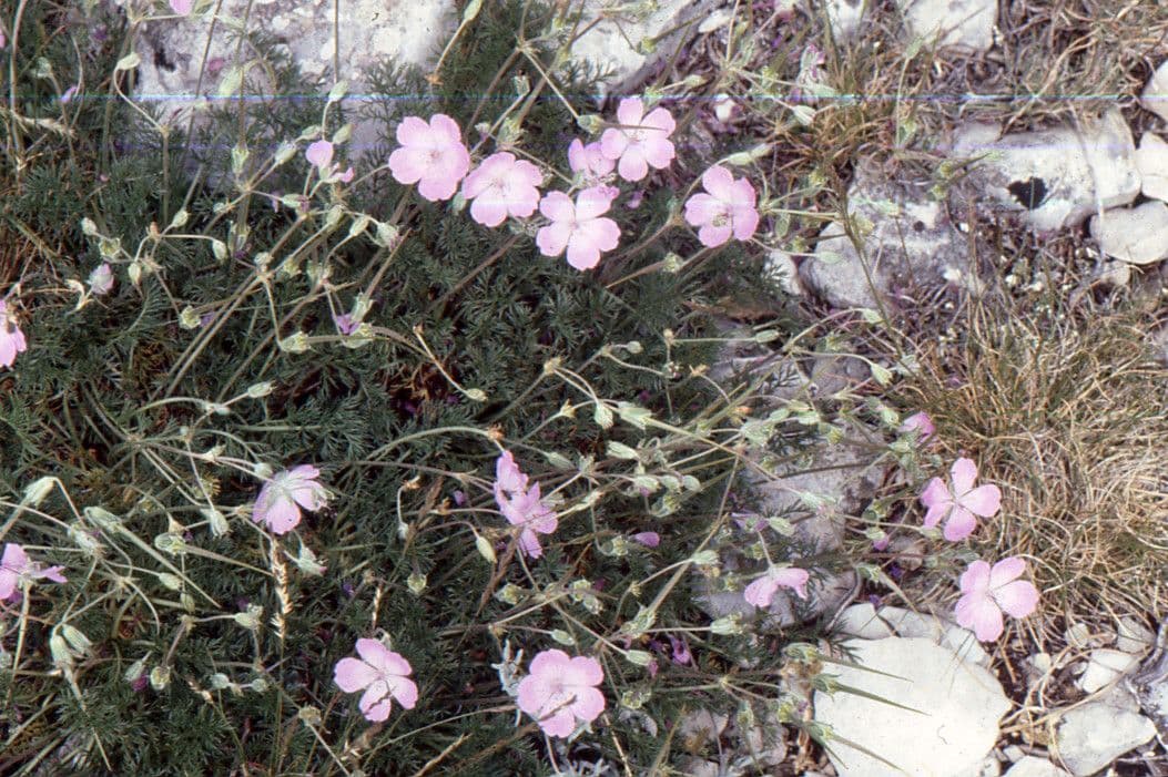 Erodio 11