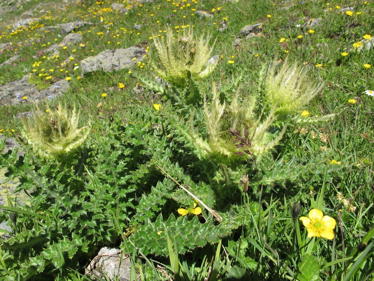 Cardo spinosissimo 11