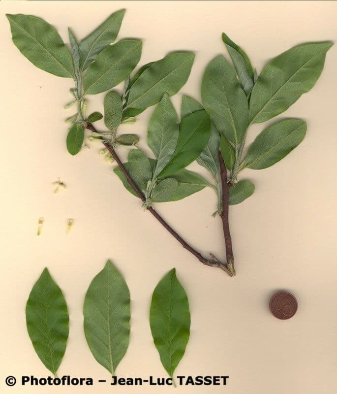 Elaeagnus multiflora 24
