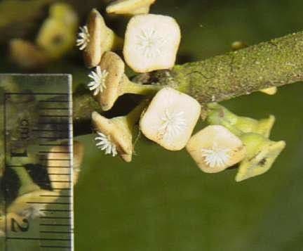 Siparuna pauciflora 2