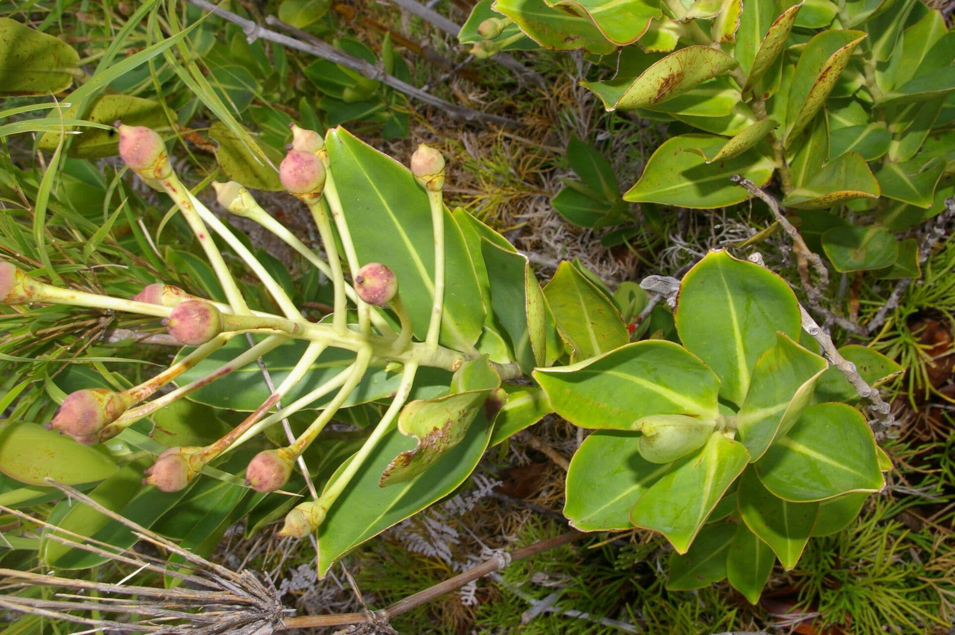 Schwartzia 9