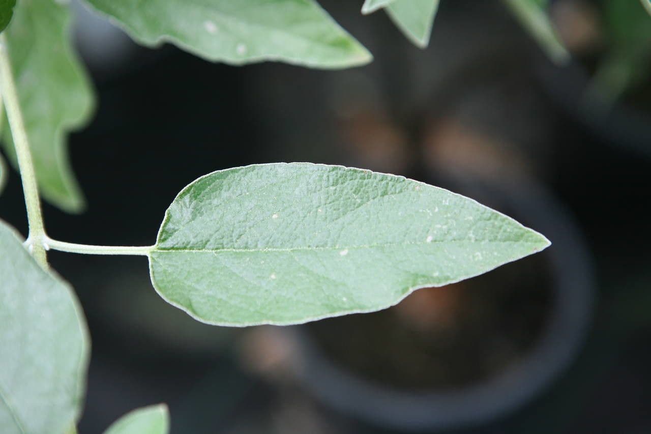 Salvia 14