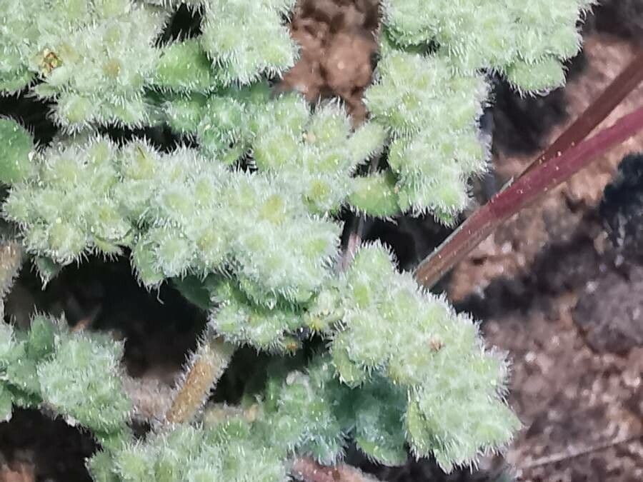 Herniaria hirsuta 7