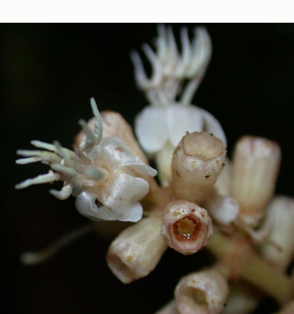 Miconia 9