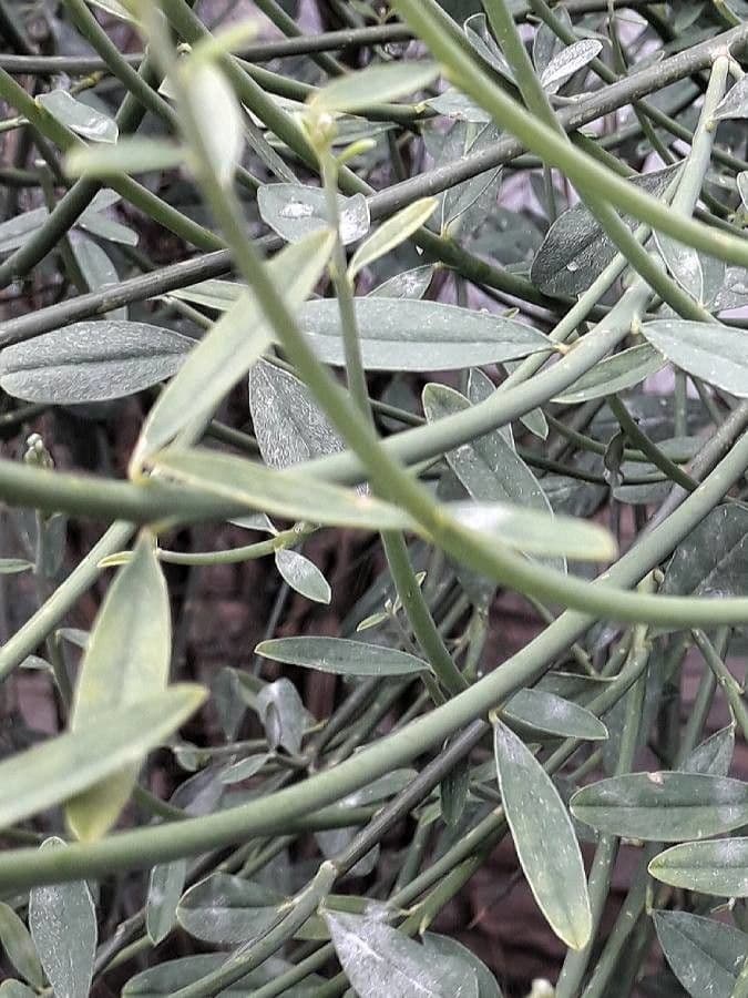 Ginestra odorosa 20