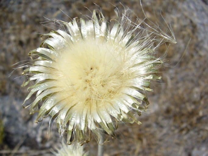 Cardo ondulato 4