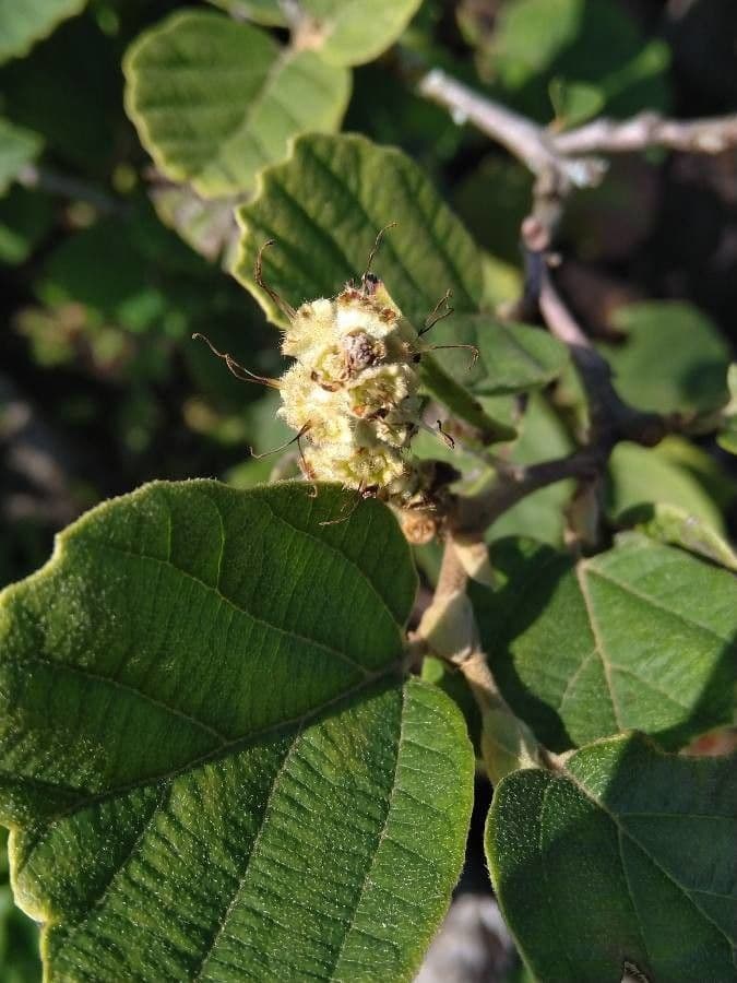 Fothergilla di Garden 4