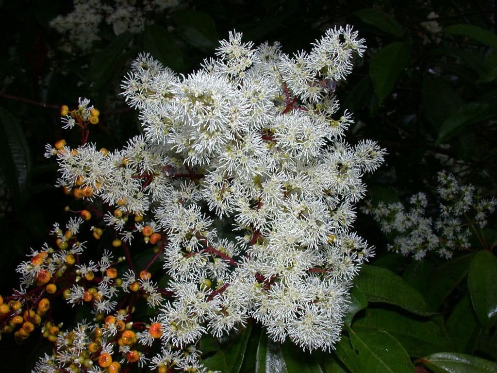 Miconia 6
