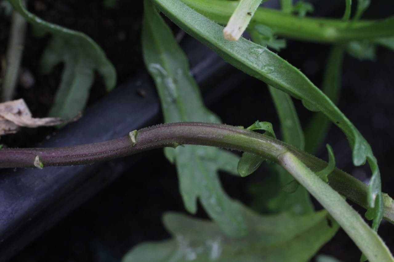 Iberka okolíkatá 21