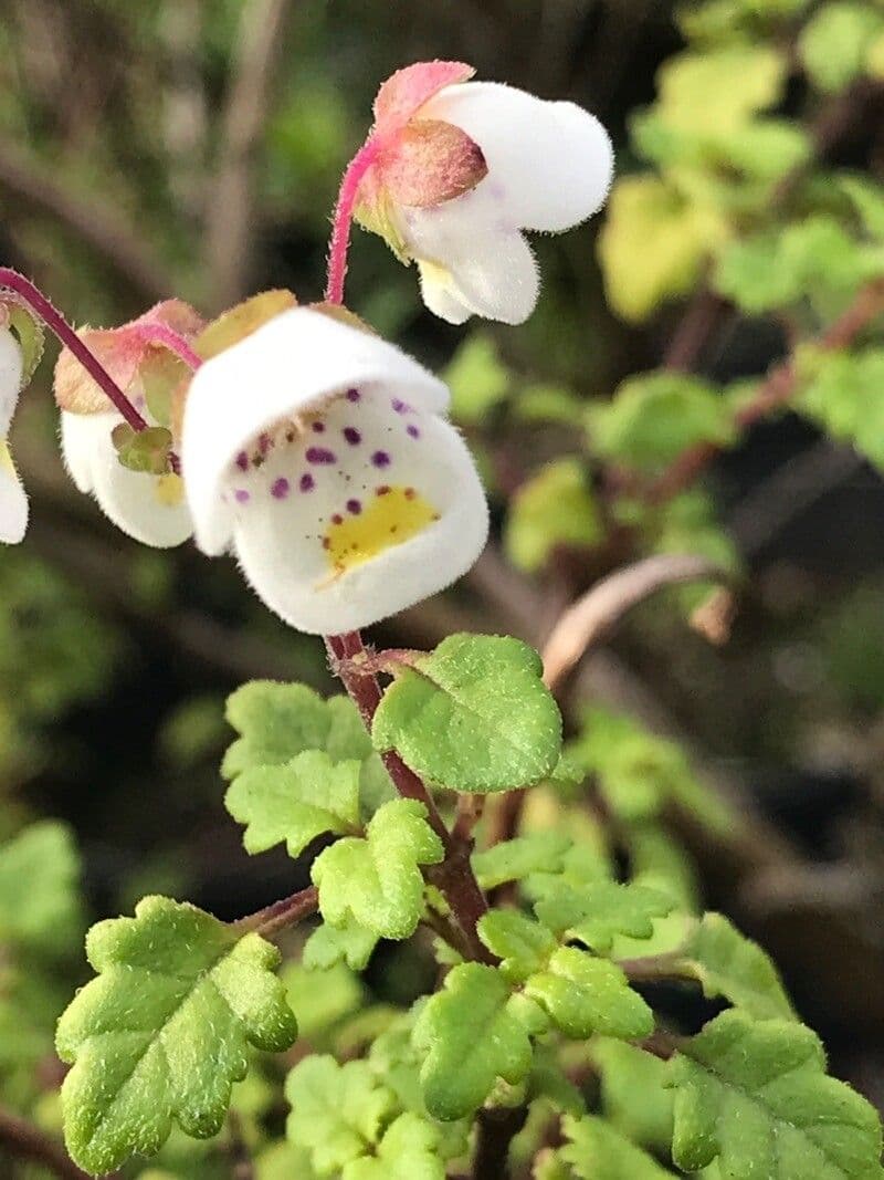 Jovellana viola
