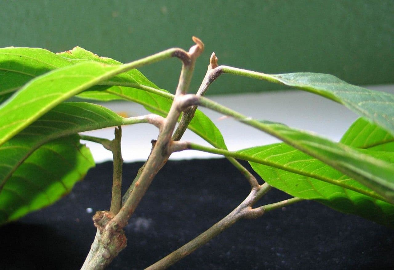 Meliosma 9