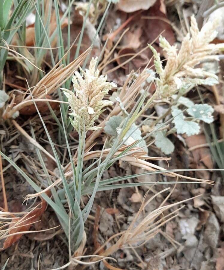 Distichlis spicata 10