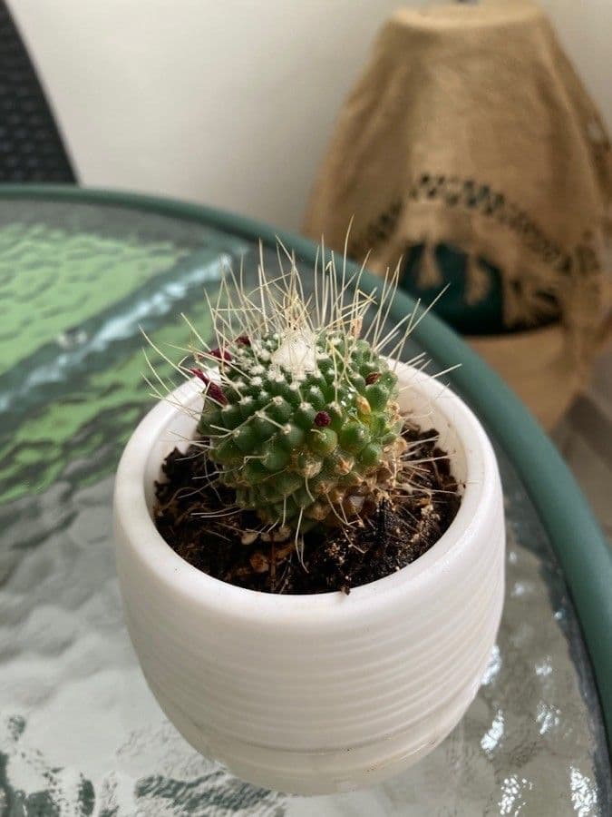 Mammillaria 7