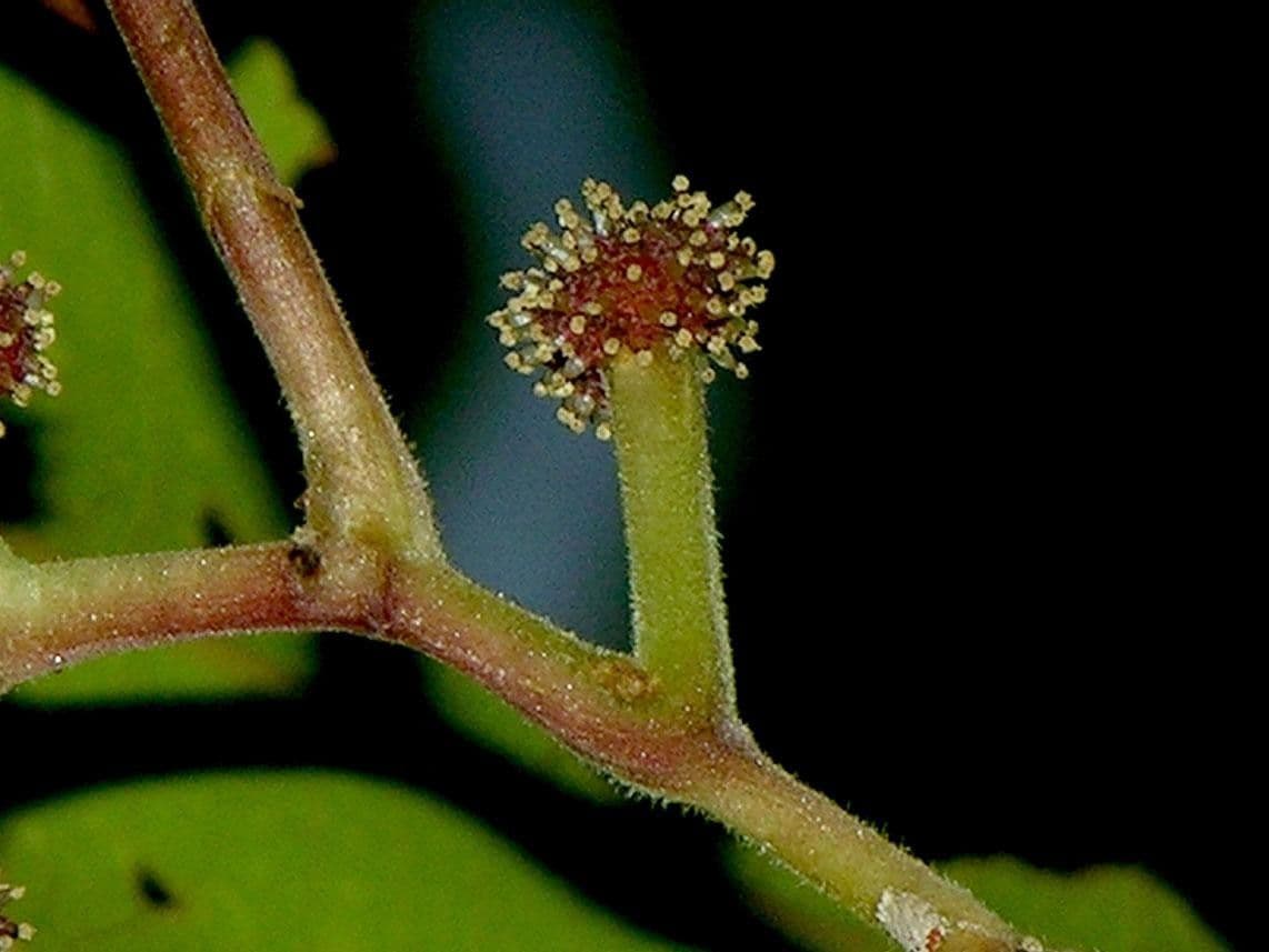 Coussapoa 10