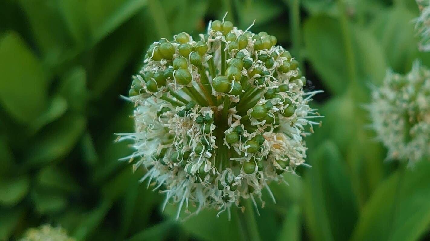 Cibule 7