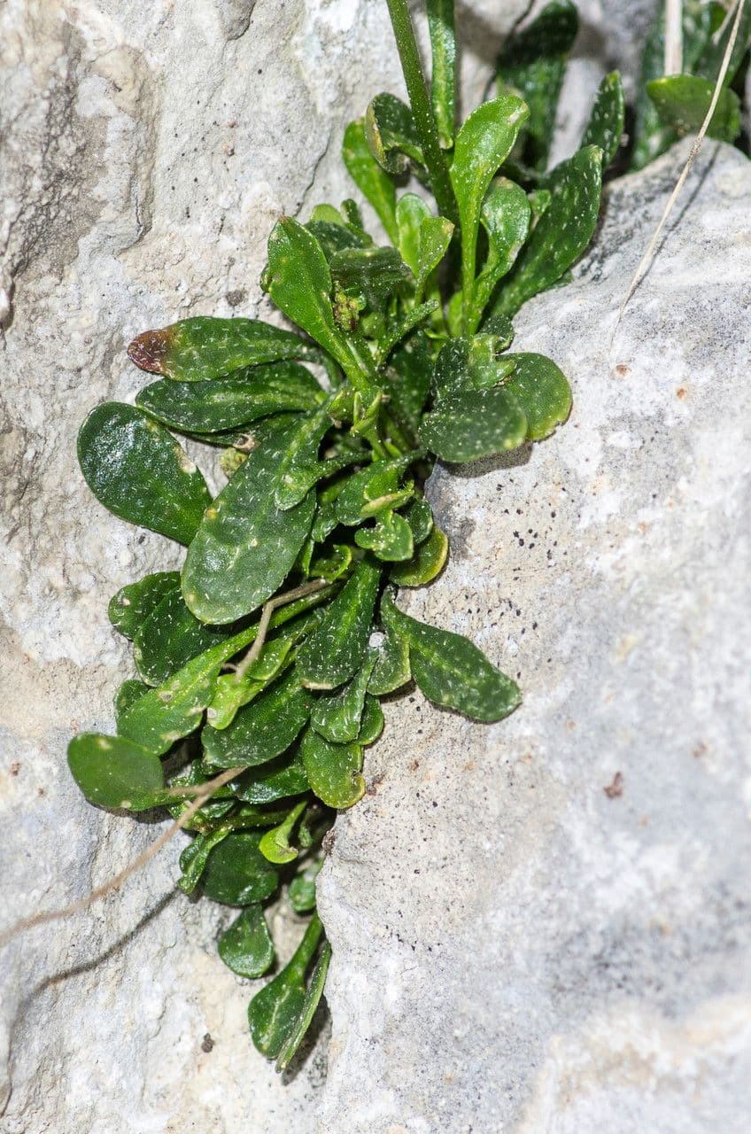 Coclearia sassifraga 16