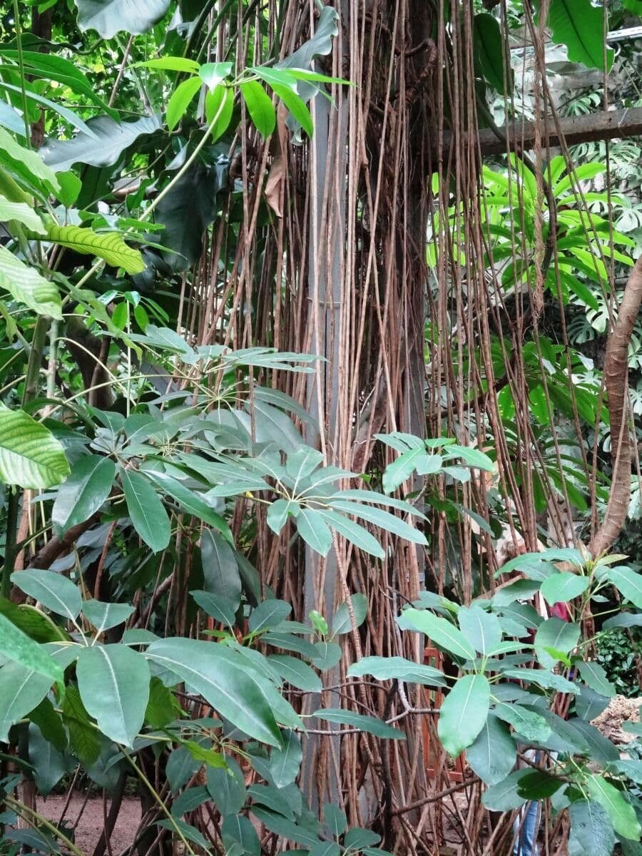 Epipremnum 2