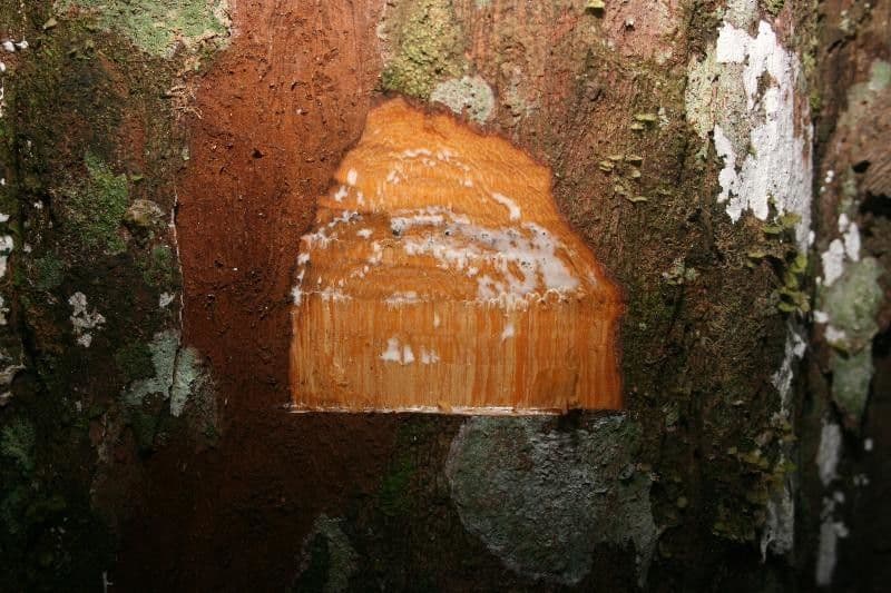Chrysophyllum 13